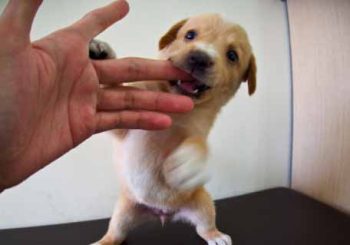 बौलाहा कुकुरले टोकेको वर्षौंपछि पनि रेबिजको खतरा