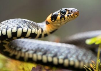 महोत्तरीका गाउँमा सर्पको बिगबिगी