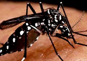 कैलालीमा पनि देखियो डेंगुको संक्रमण