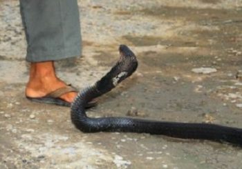 बाढीग्रस्त क्षेत्रमा सर्पदंशको डर, ५ जना अस्पताल भर्ना