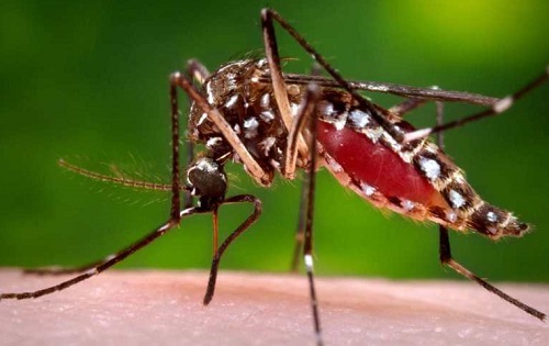 धरानमा डेंगुको संक्रमणः हालसम्म ४ हजार जना संक्रमित