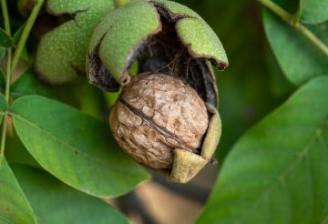 स्मरण शक्ति बलियो बनाउछ ओखरले